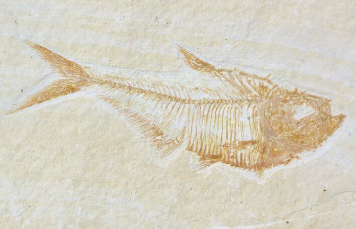 Diplomystus Fossil Fish - Wyoming #52719